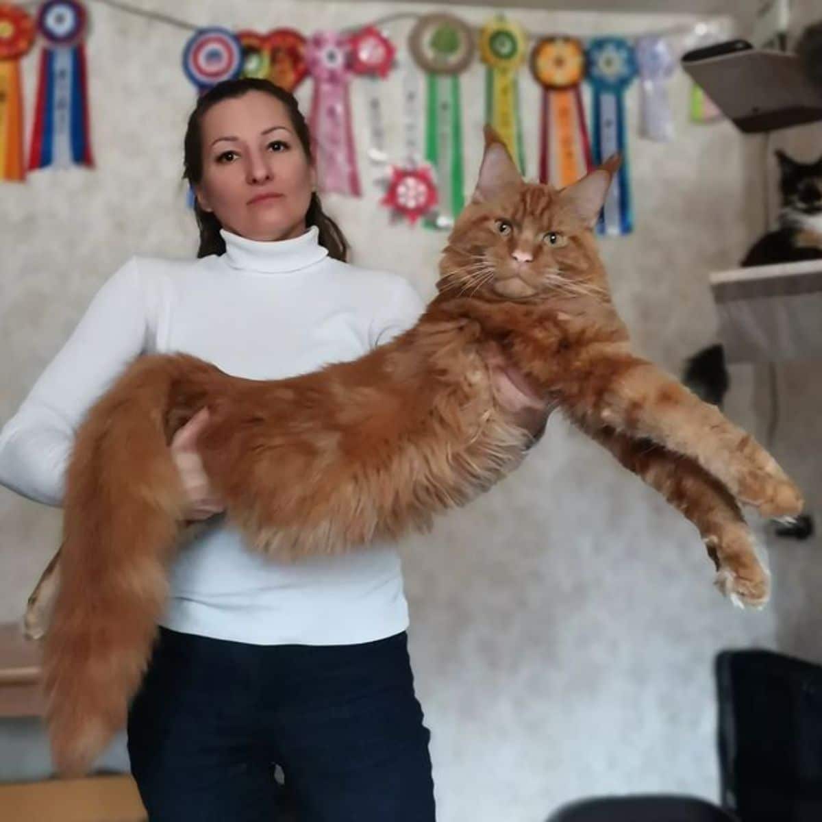 A woman holding a big red fluffy maine coon.