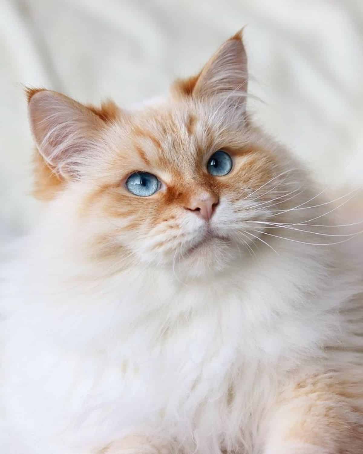 A super fluffy creamy maine coon close-up.