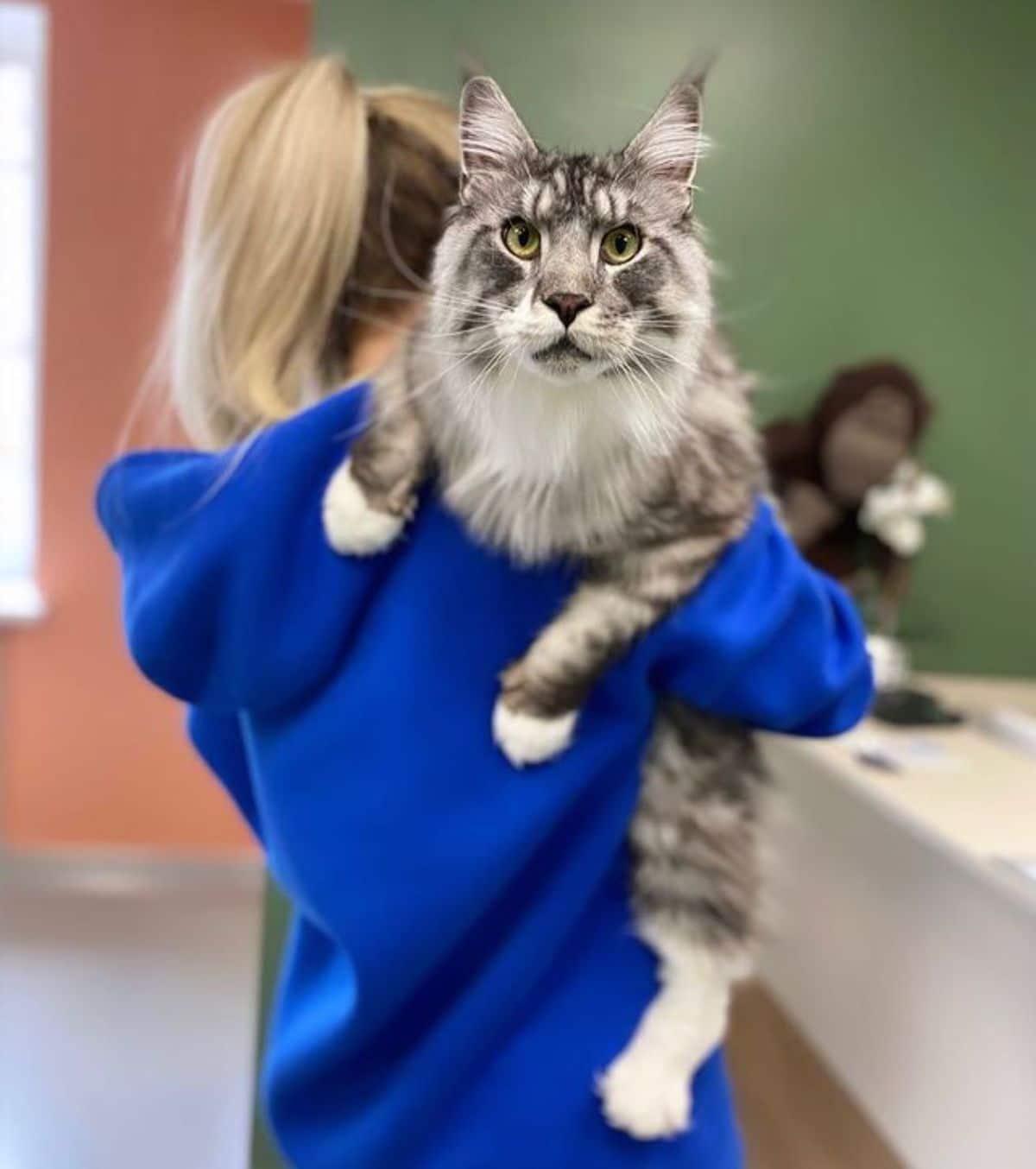 A young woman carrying a big fluffy gray maine coon on a shoulder.