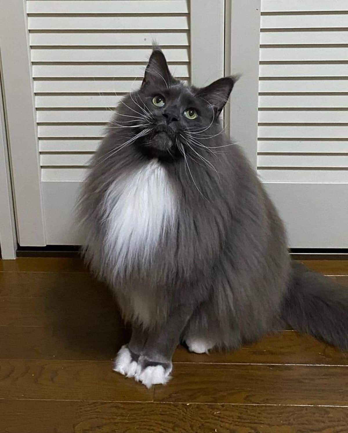 A fluffy gray maine coon sitting on the floor.