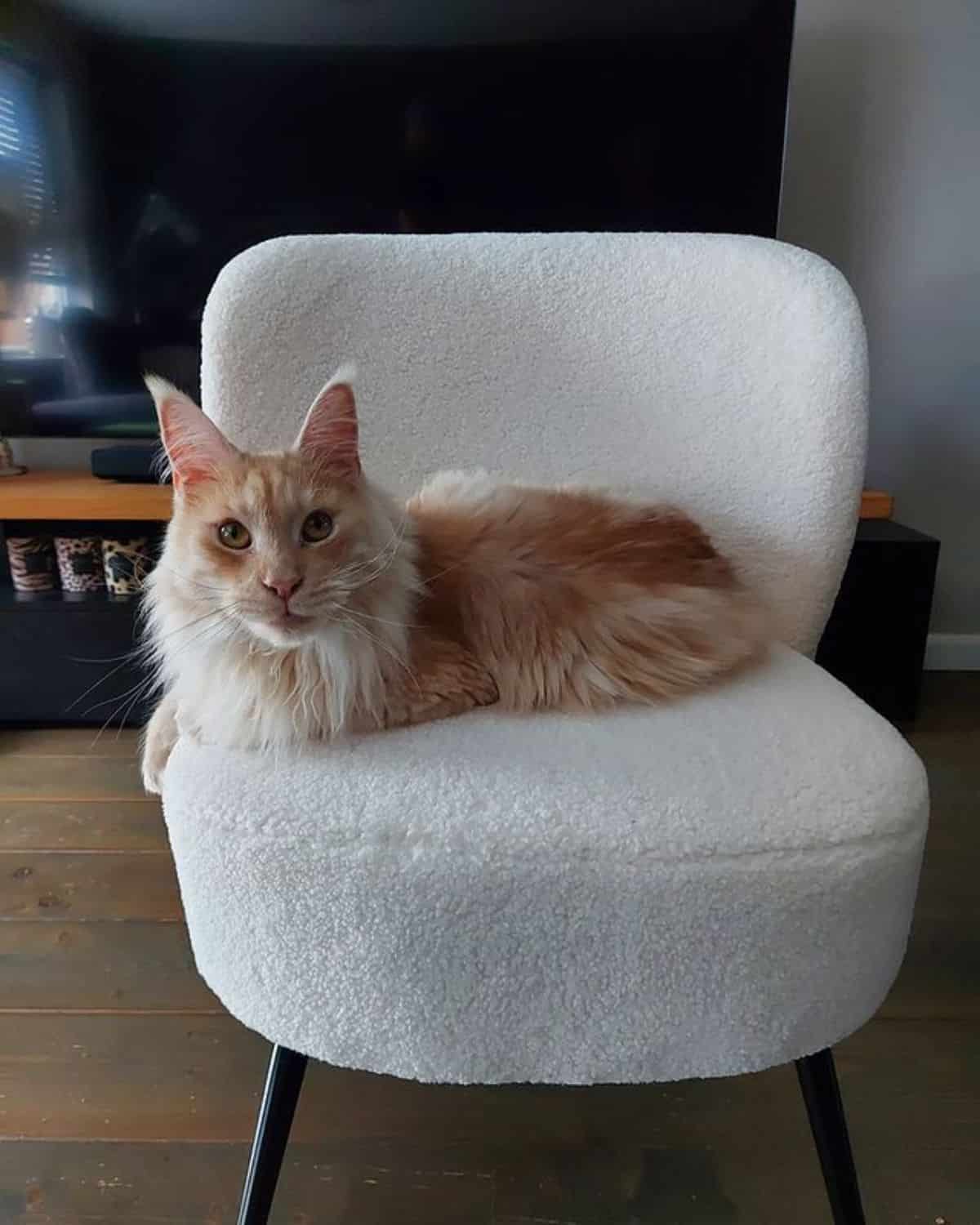 A fluffy golden maine coon lying on a white chair.