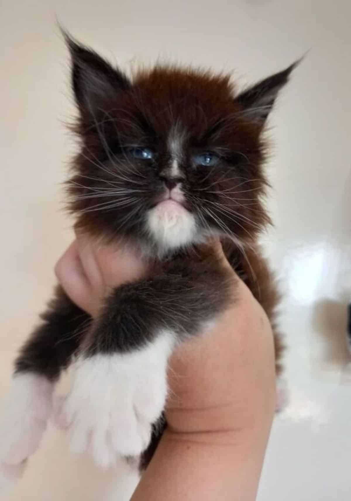 A hand holding a fluffy maine coon kitten with blue eyes.