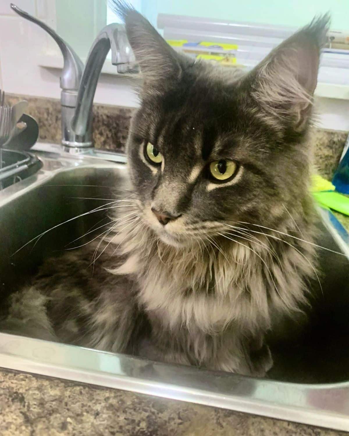 A fluffy tabby maine coon lying in a sink.