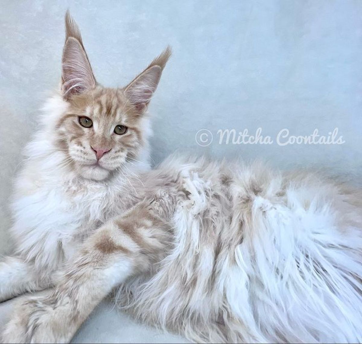A big fluffy golden maine coon lying on a bed.