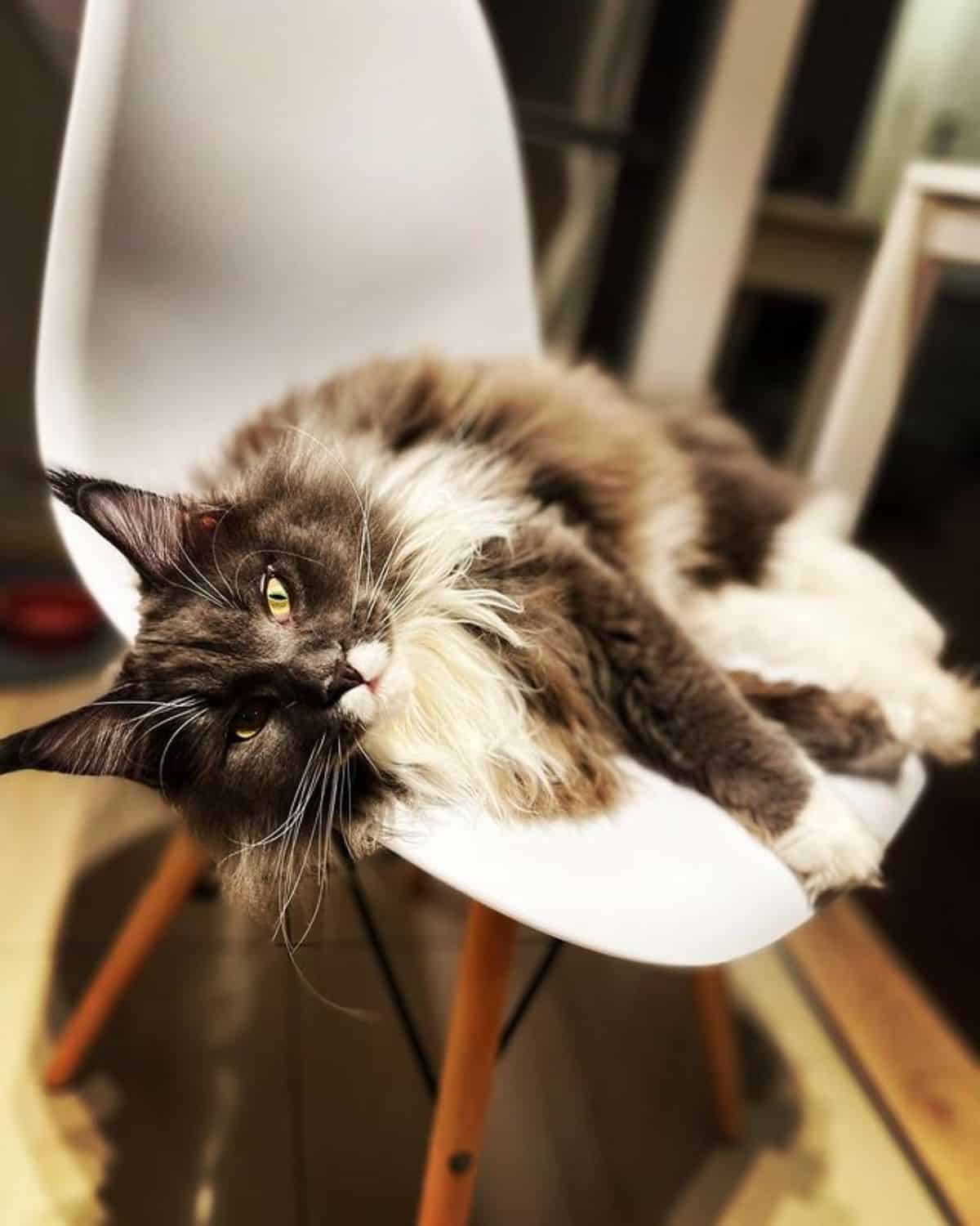A fluffy calico maine coon lying on a white chair.