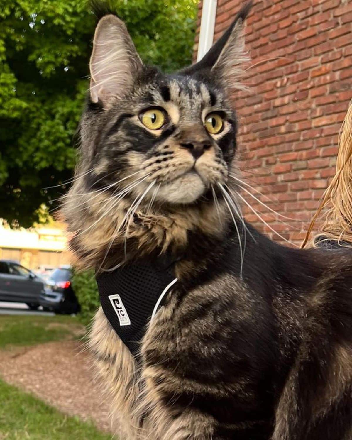 A tabby maine coon with a harness held by a human.