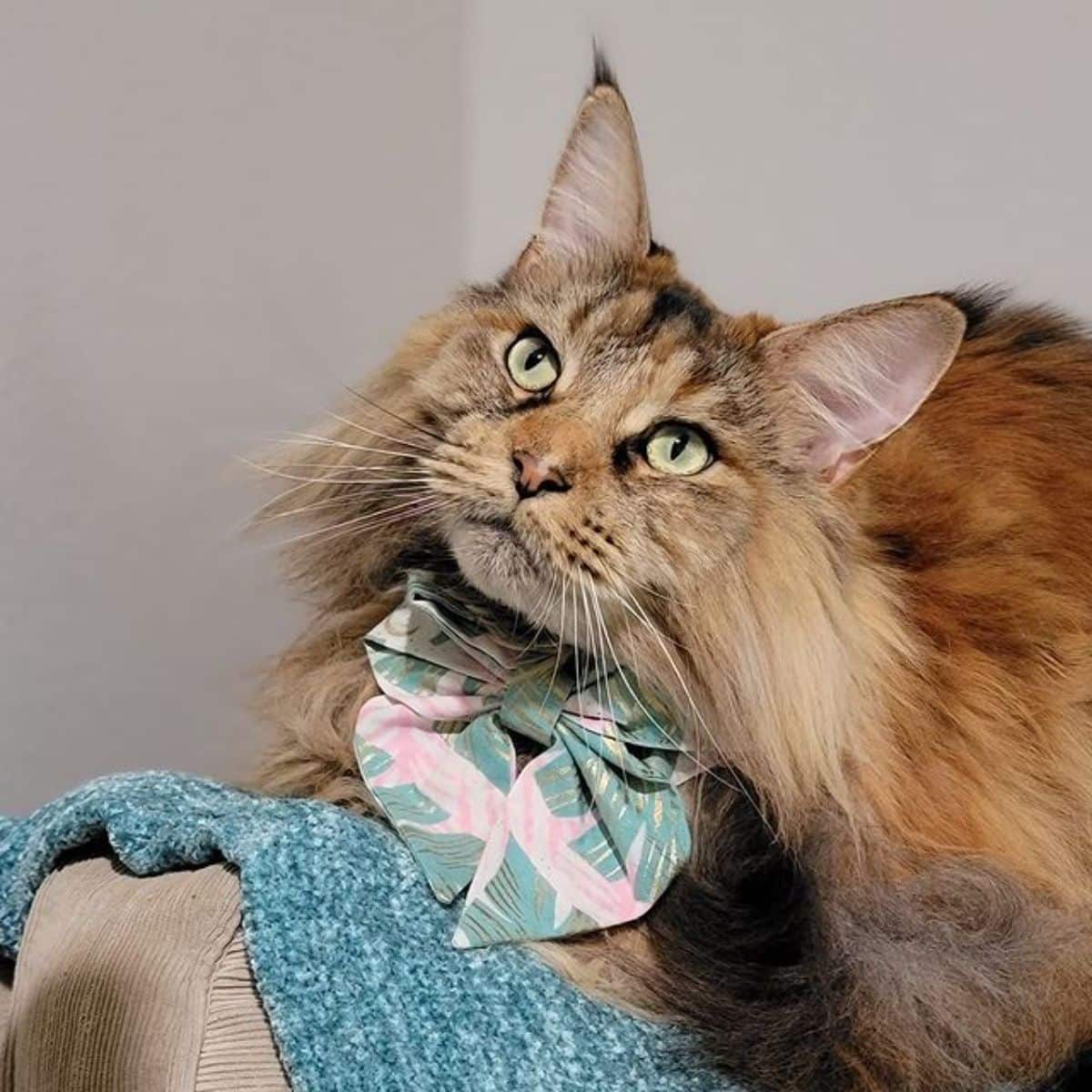 A fluffy tortoise maine coon with a bowtie sitting on a couch.