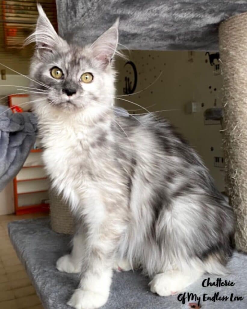 21 Gray Maine Coon Cats You’ll Love - MaineCoon.org