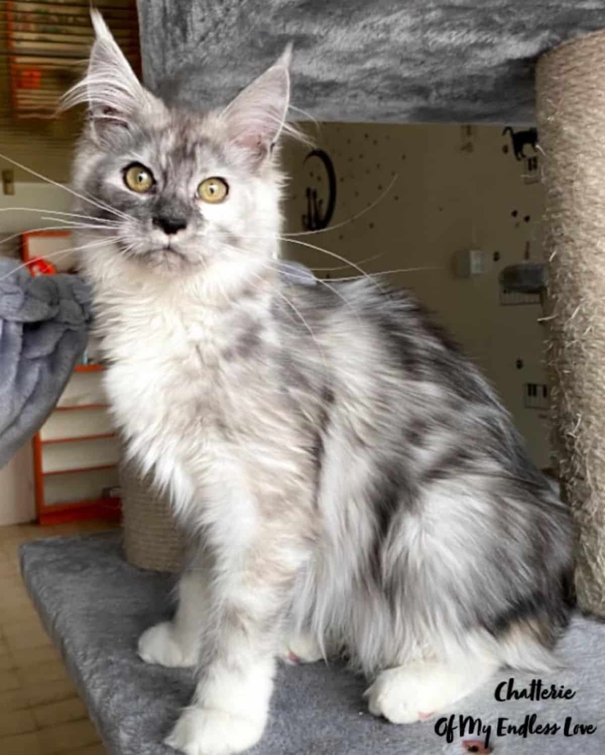 A gray maine coon kitten is sitting on a cat tree.