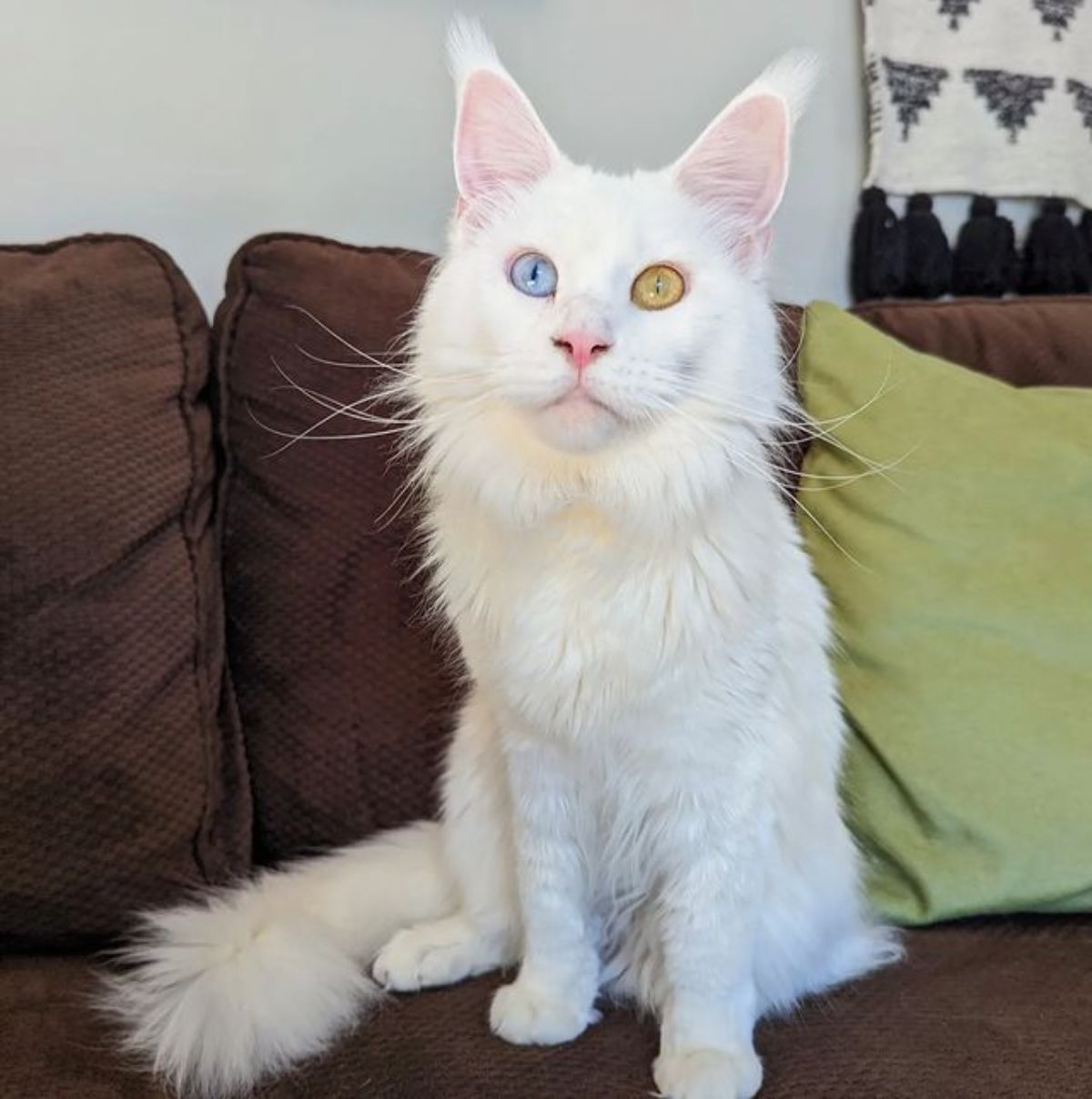 A beautiful white maine coon with heterochromia sitting on a sofa.
