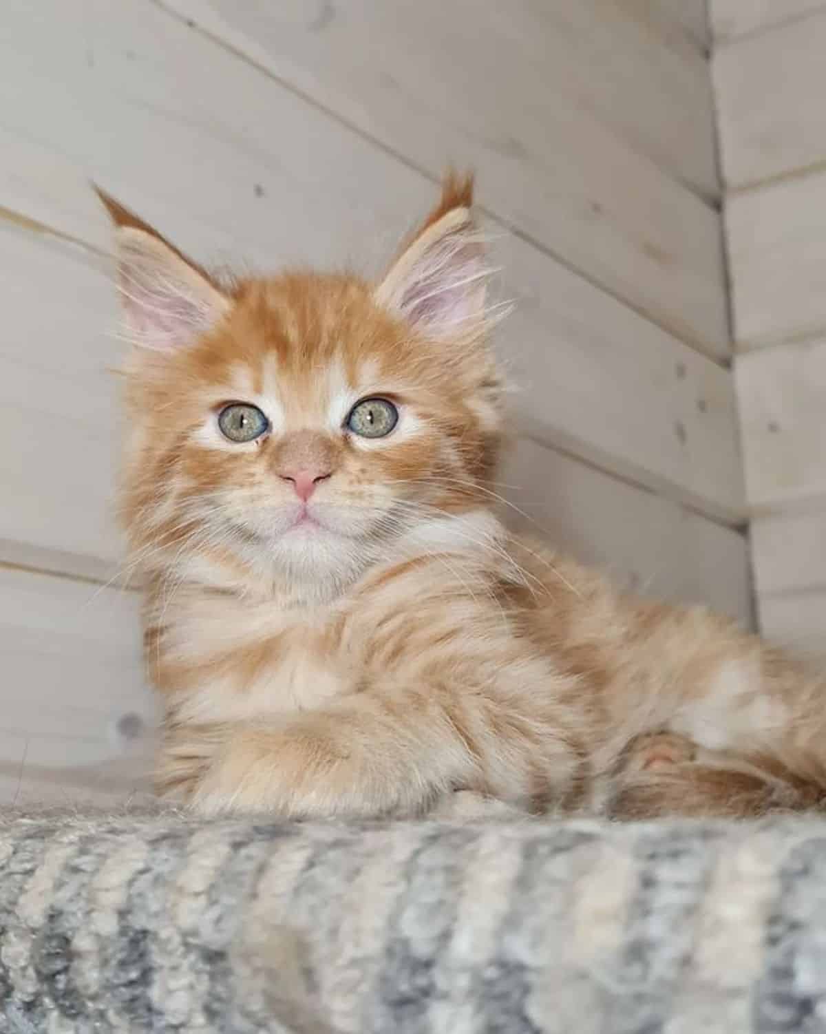An adorable fluffy red maine coon kitten lying on a cat bed.