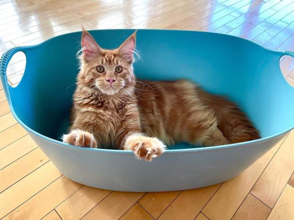 A fluffy ginger maine coon lying in a blue bin.