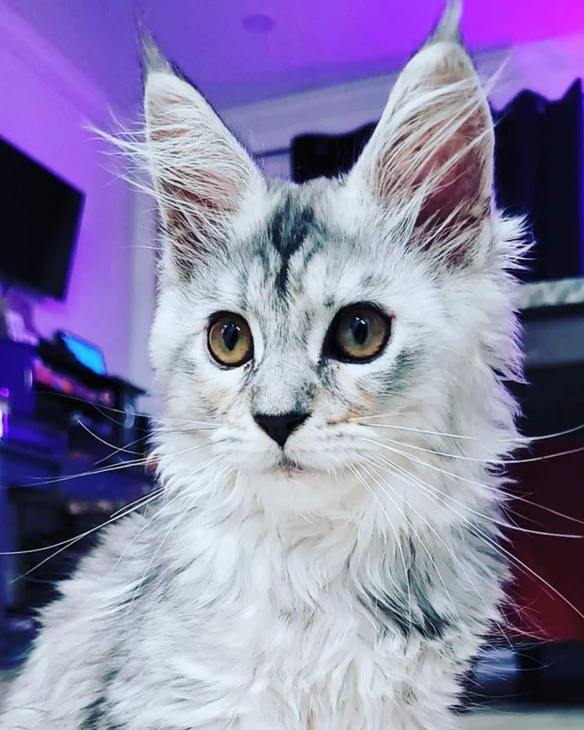 A close-up of a fluffy, cute, gray maine coon.