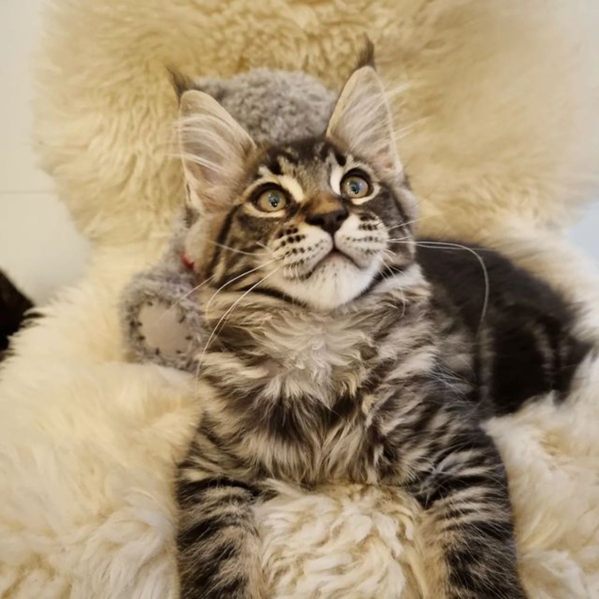 A fluffy maine coon kitten lying on a a white fur.