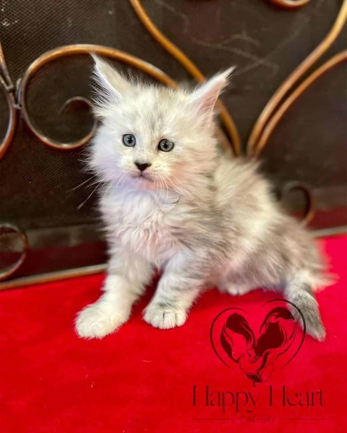 A fluffy gray maine coon kitten is sitting on a red carpet.