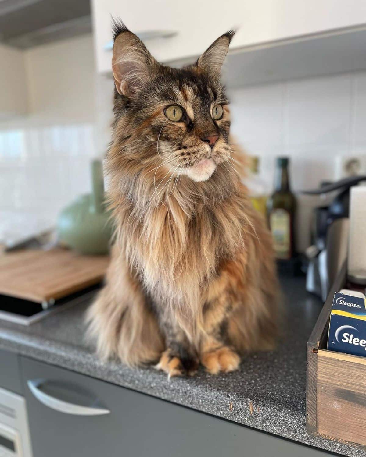 A fluffy beautiful maine coon sitting on a kitchen counter.