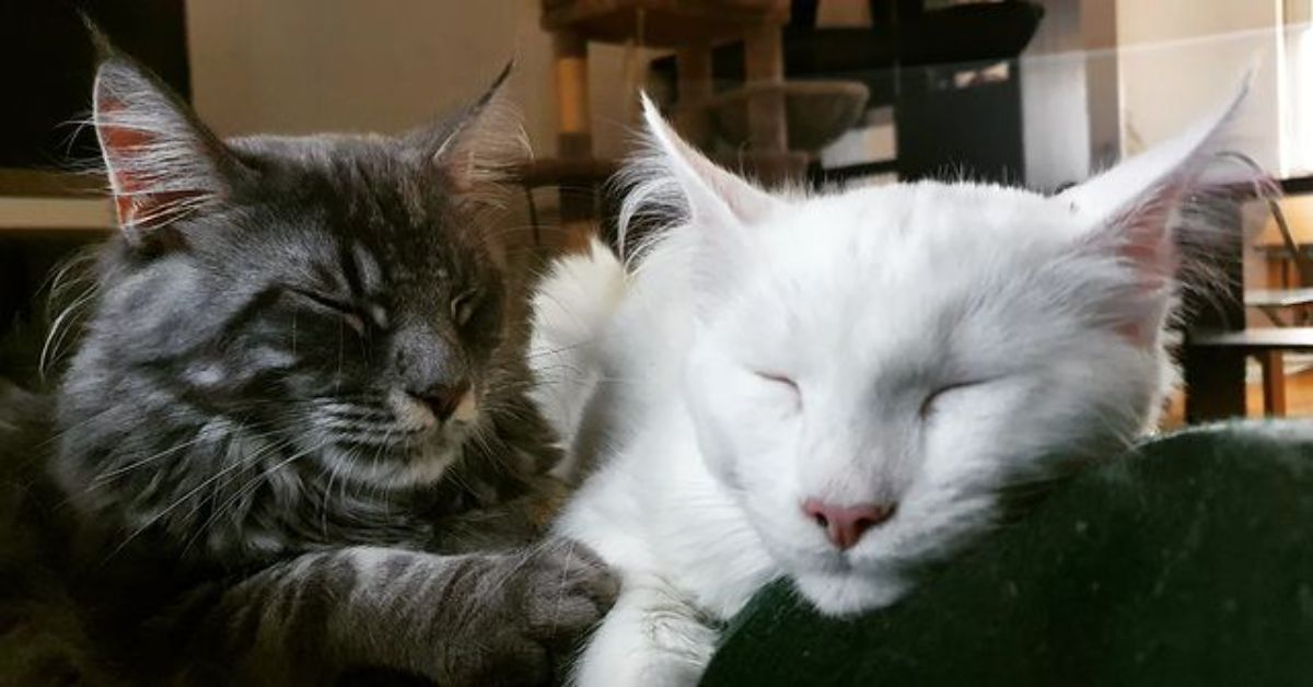 Two maine coons sleeping on a green pillow.