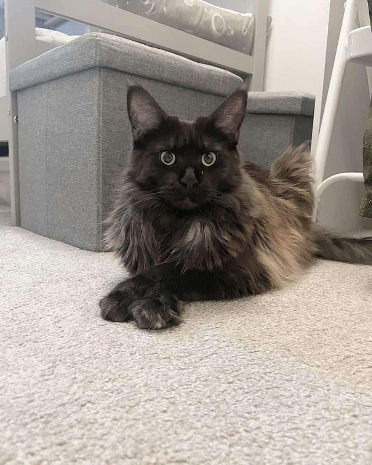 A beautiful gray fluffy maine coon lying on a carpet.