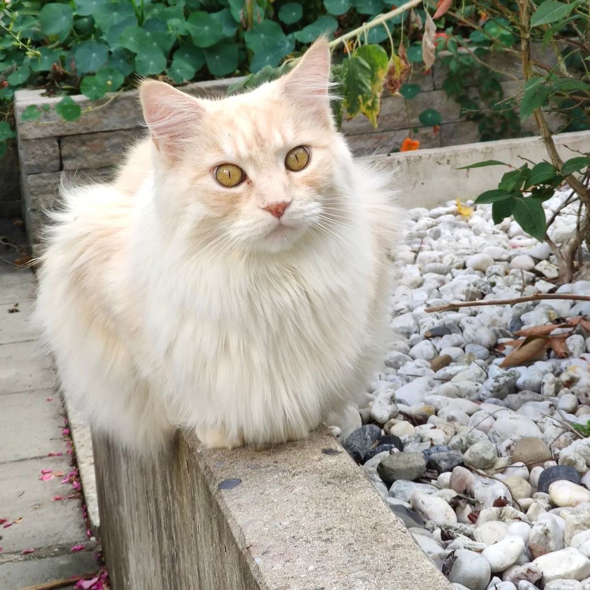 A creamy fluffy maine coon sitting on a concrete curb.