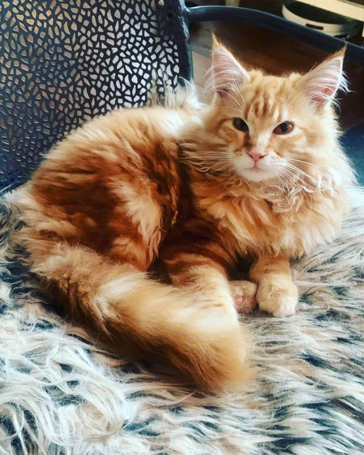 A fluffy golden maine coon lying on a fluffy blanket.