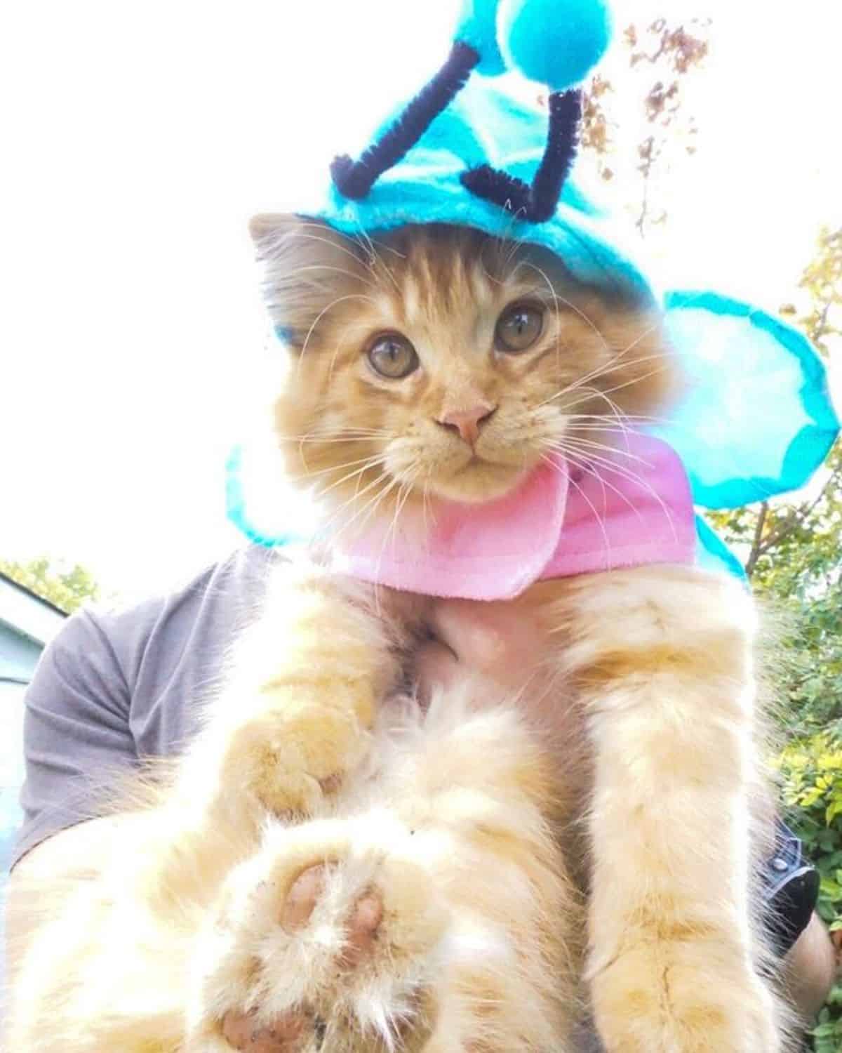 A cute ginger maine coon with a butterfly dress.