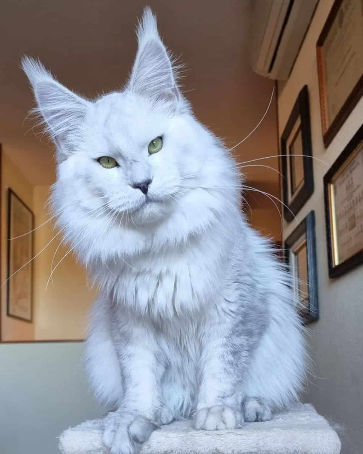 A beautiful white maine coon sitting on a cat tree.