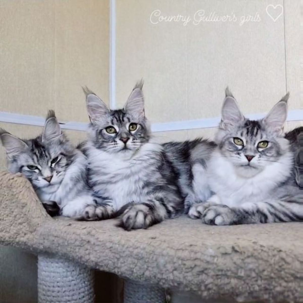Three gray maine coons lying ina cat bed.