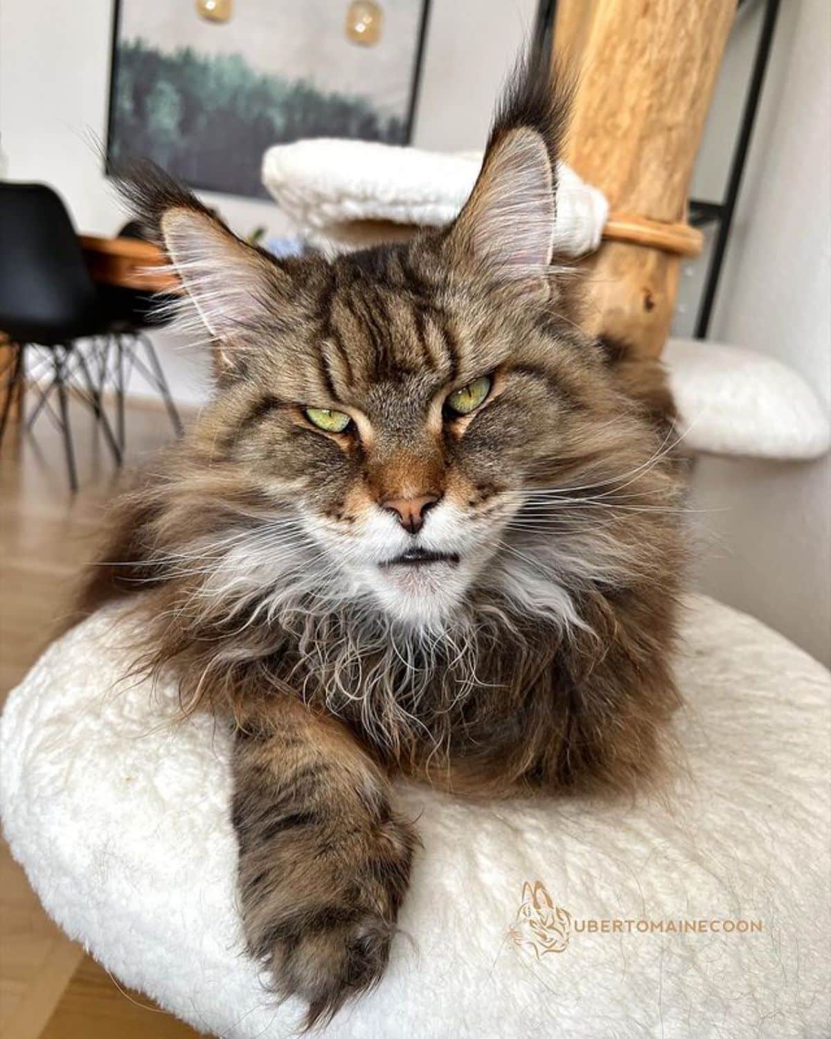 A fluffy calico maine coon lying on a cat tree.