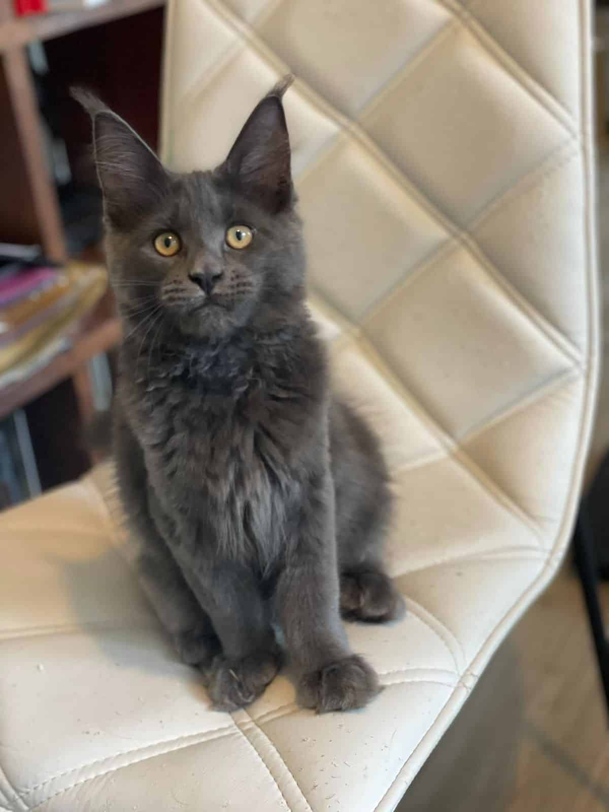 A gray maine coon is sitting on a white chair.