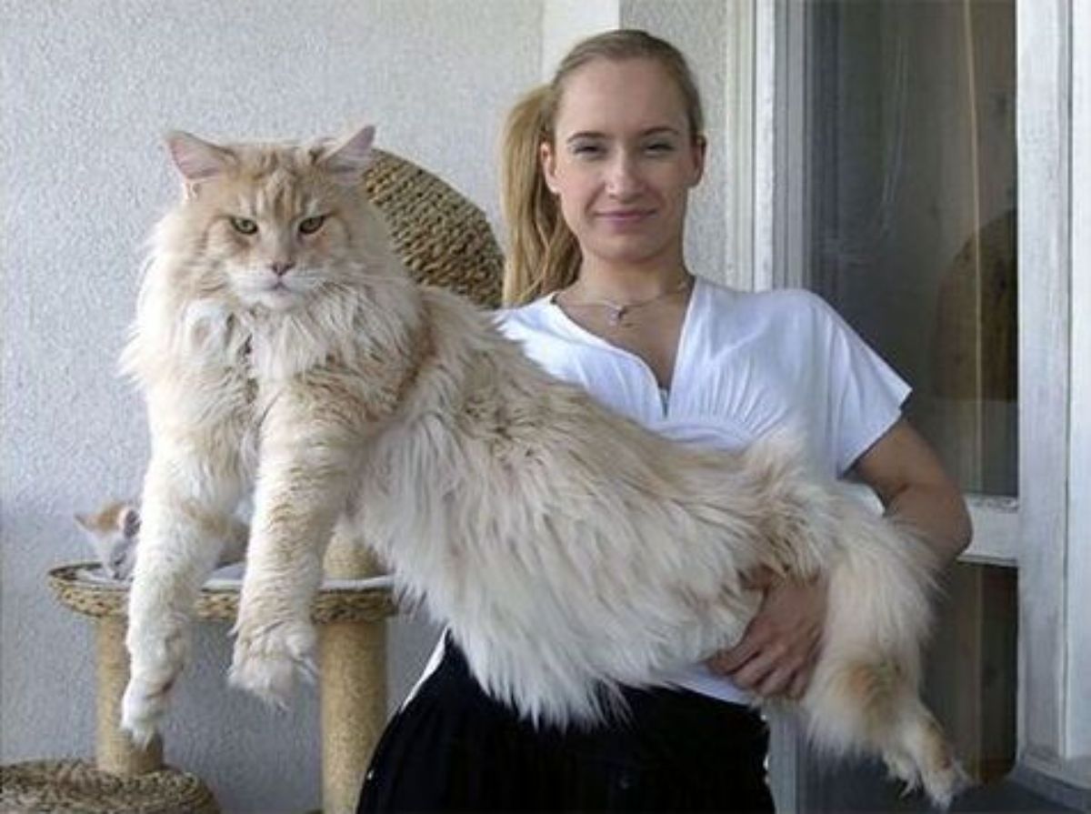 A young woman holding a huge white maine coon.