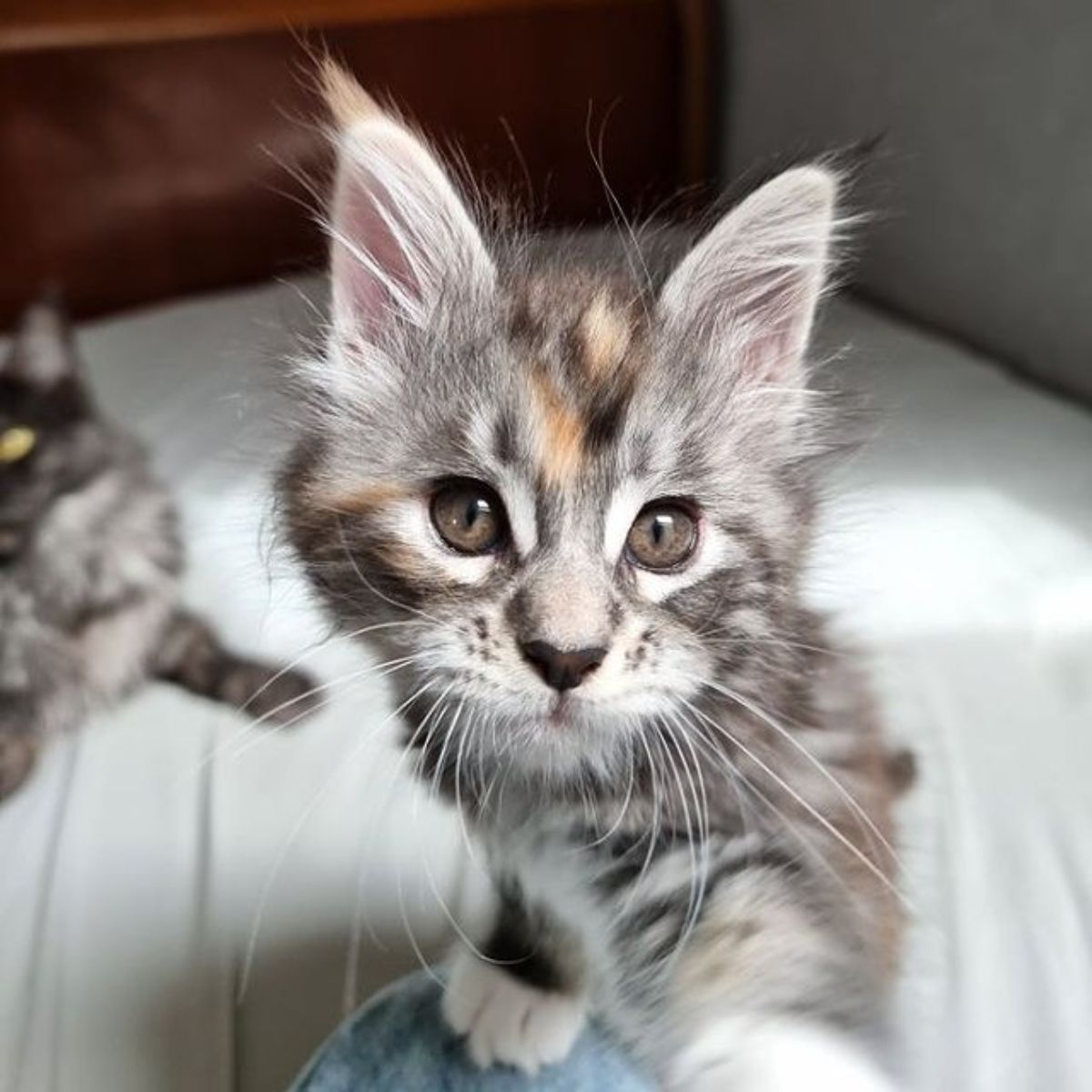 A tortoise maine coon kitten touching a camera.