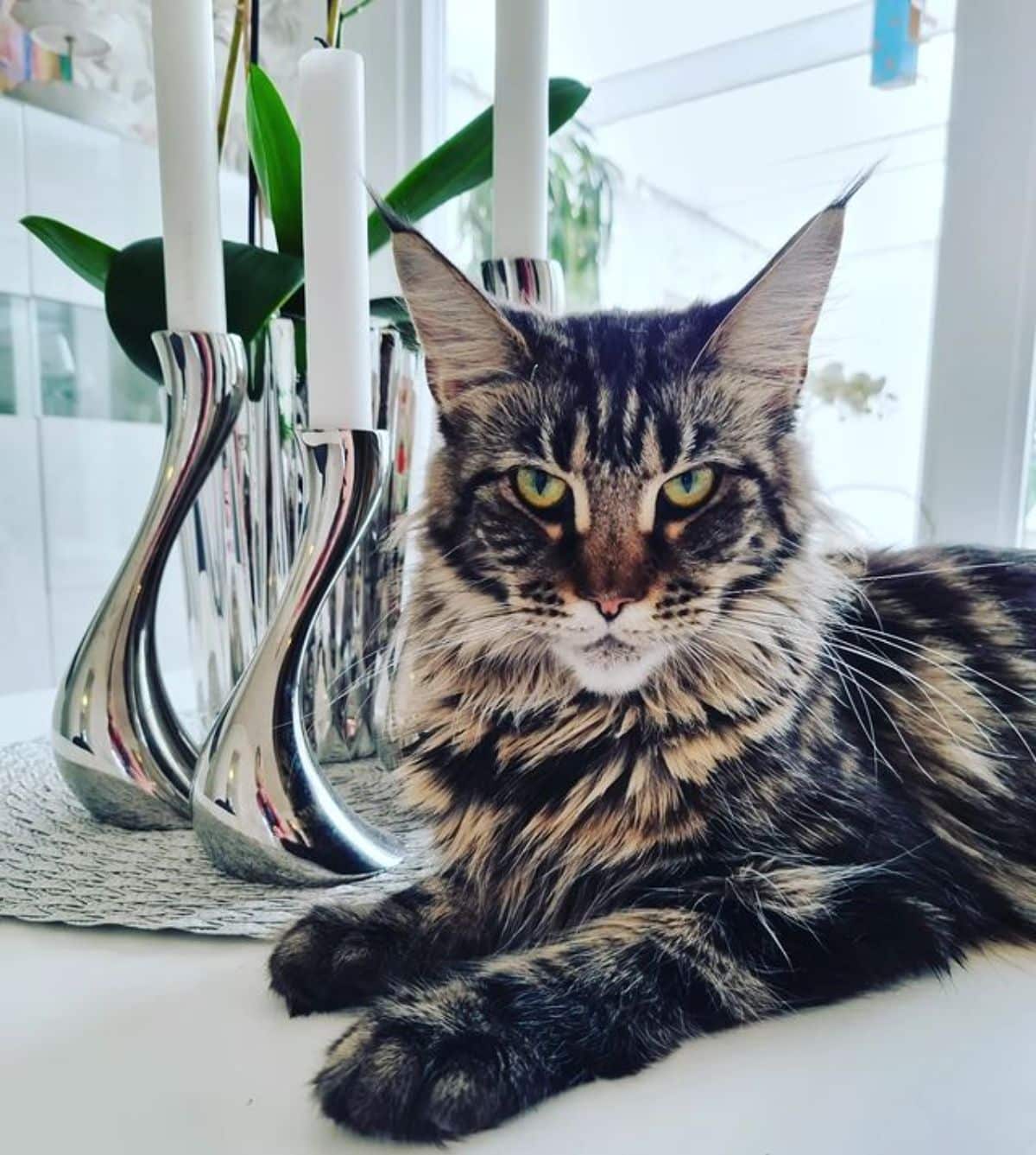 A mean-looking tabby maine coon lying on a table.