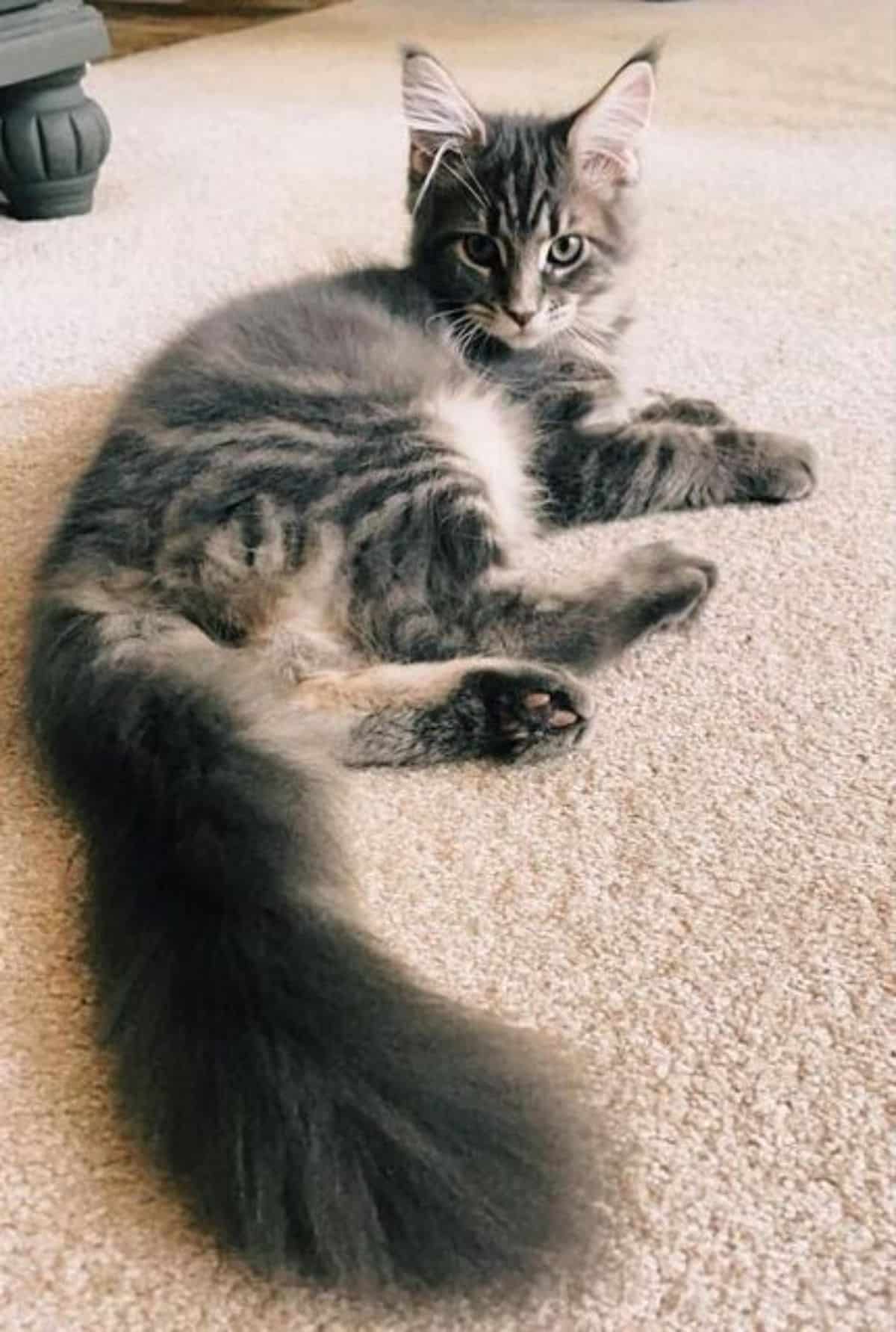 A fluffy tabby maine coon kitten lying on a carpet.