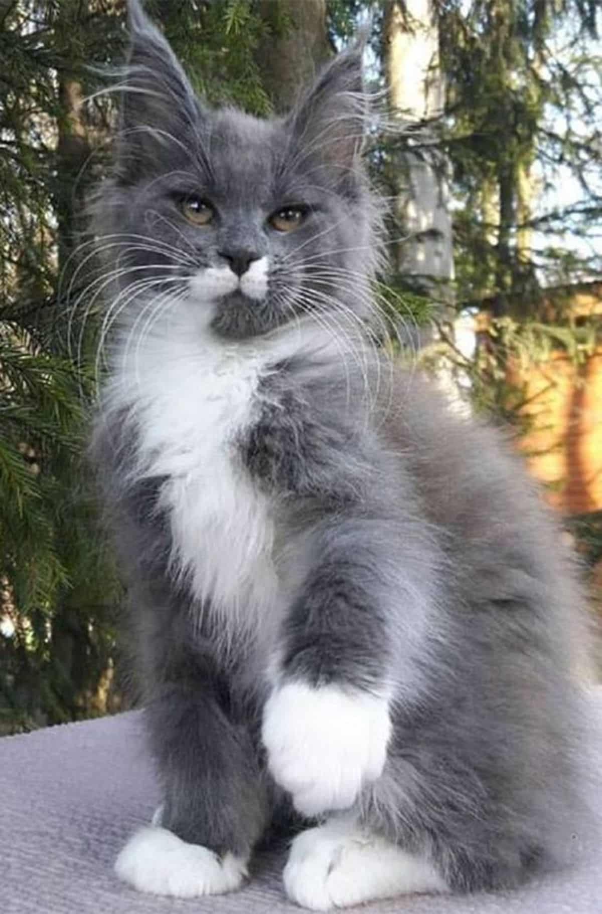 A fluffy gray maine coon kitten sitting on with a one paw in the air.