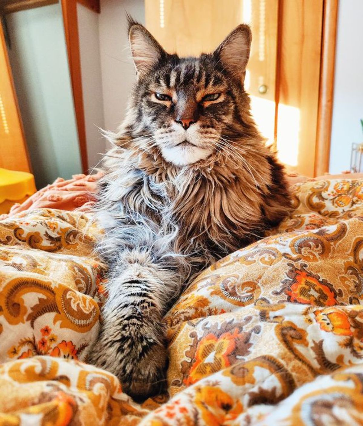 A fluffy calico maine coon lying on a bed.