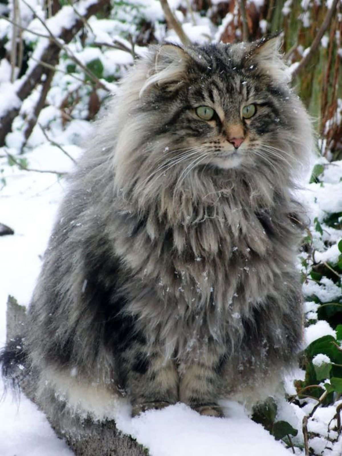A big fluffy gray maine coon sitting on a curb covered by snow.