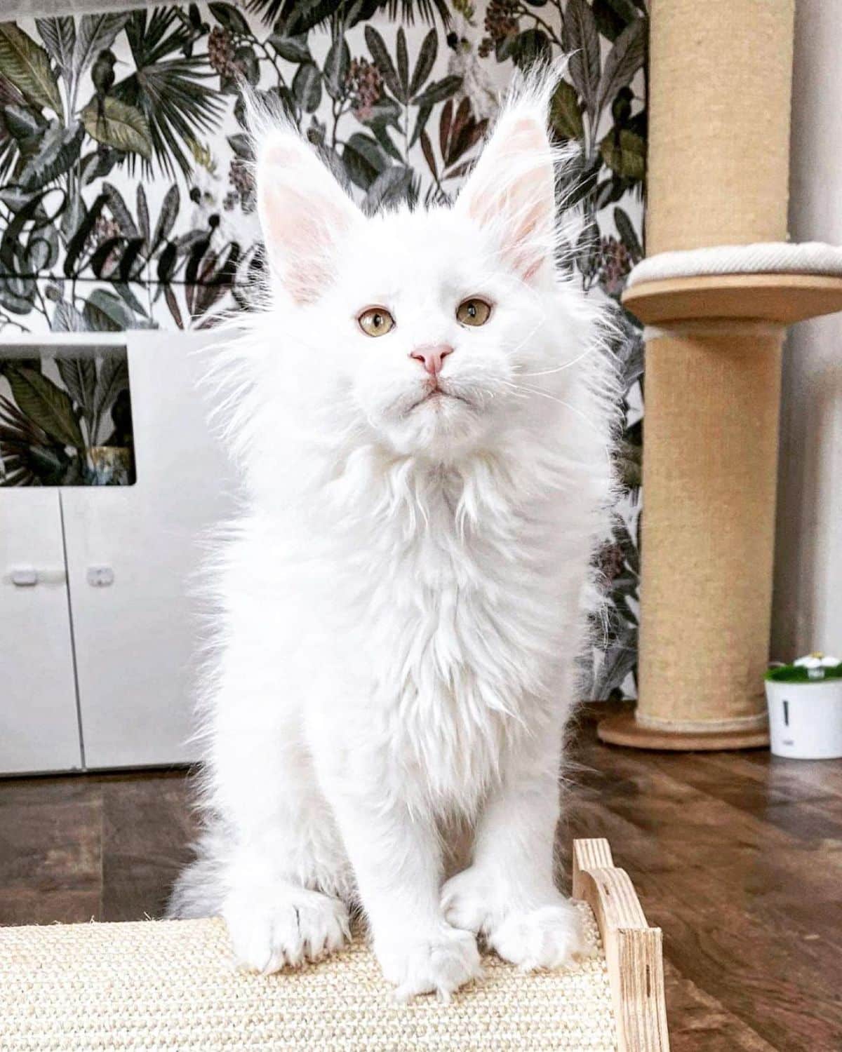 A fluffy white maine coon standing on a scratching post.