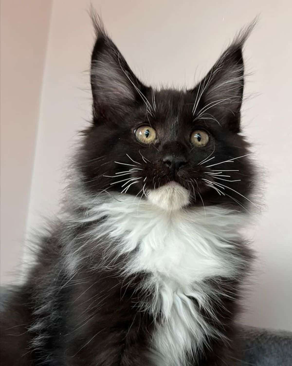 A fluffy black-white maine coon kitten.