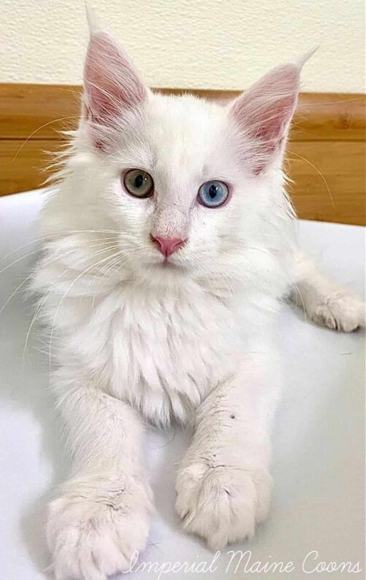 A white fluffy maine coon is lying on a bed.