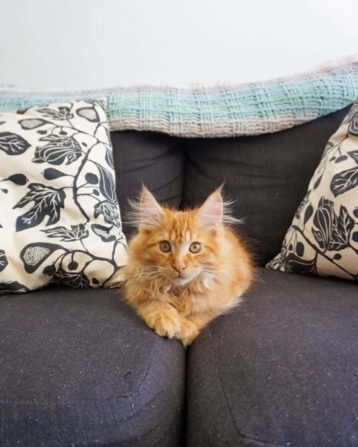 A fluffy ginger maine coon lying on a black sofa.