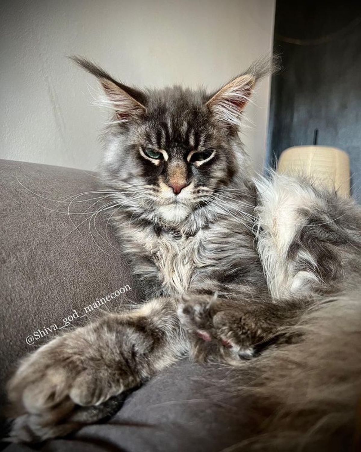 A fluffy gray maine coon lying on a bed.