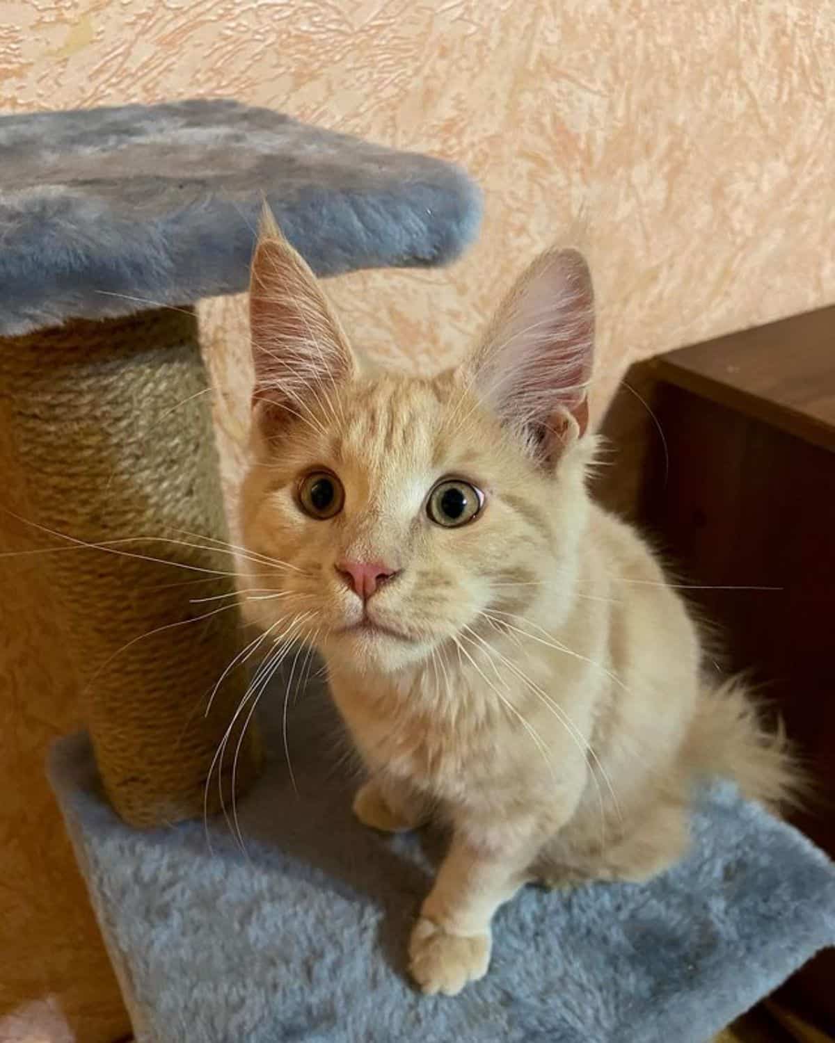 A cute golden maine coon sitting on a cat tree and looking upwards..