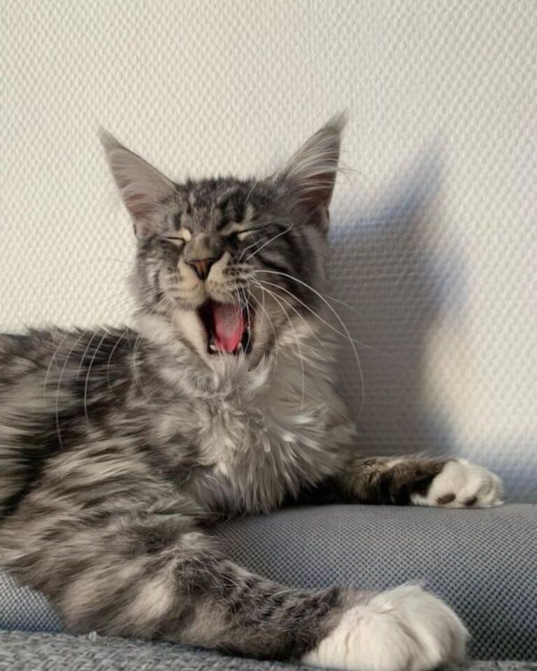 17 Silver Tabby Maine Coon Cats You’ll Love