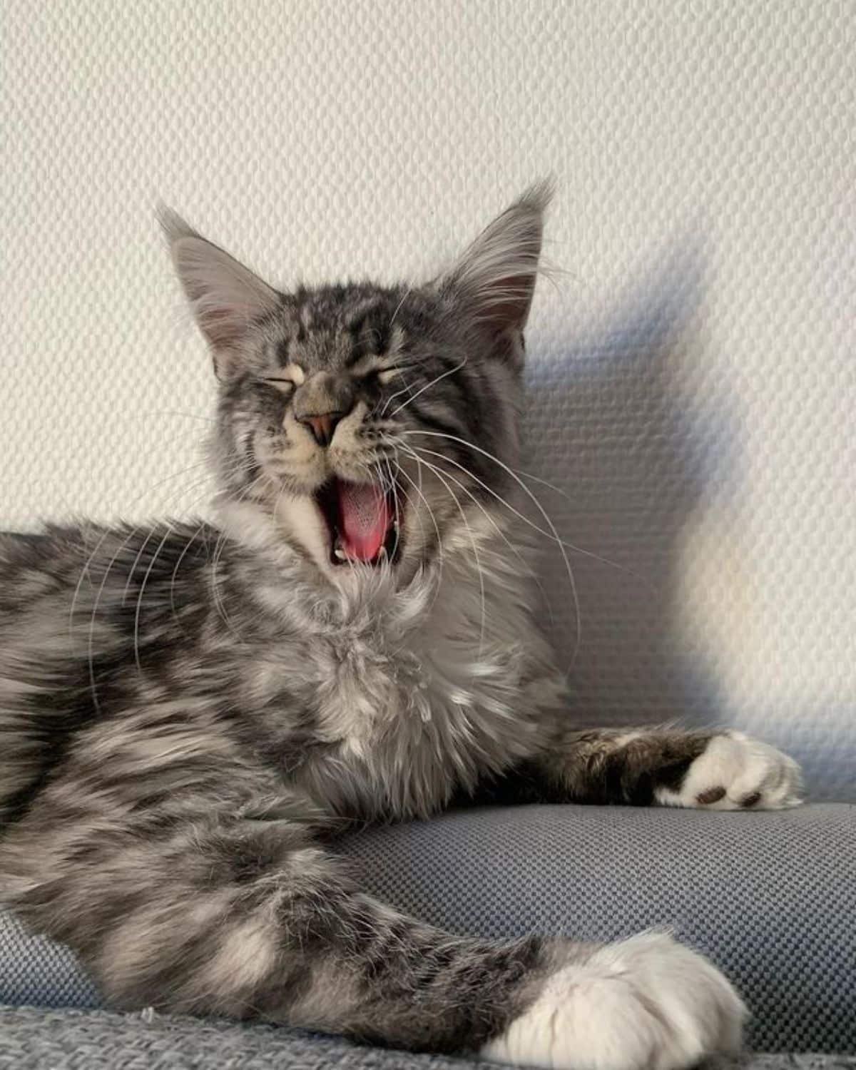 A yawning fluffy gray maine coon.