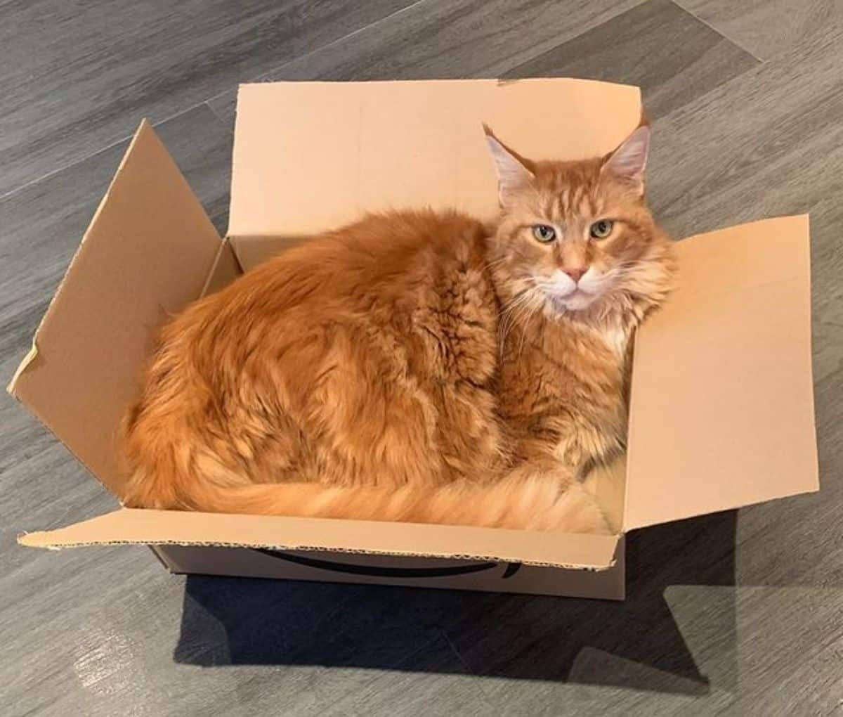 A fluffy red maine coon lying in a carboard box.