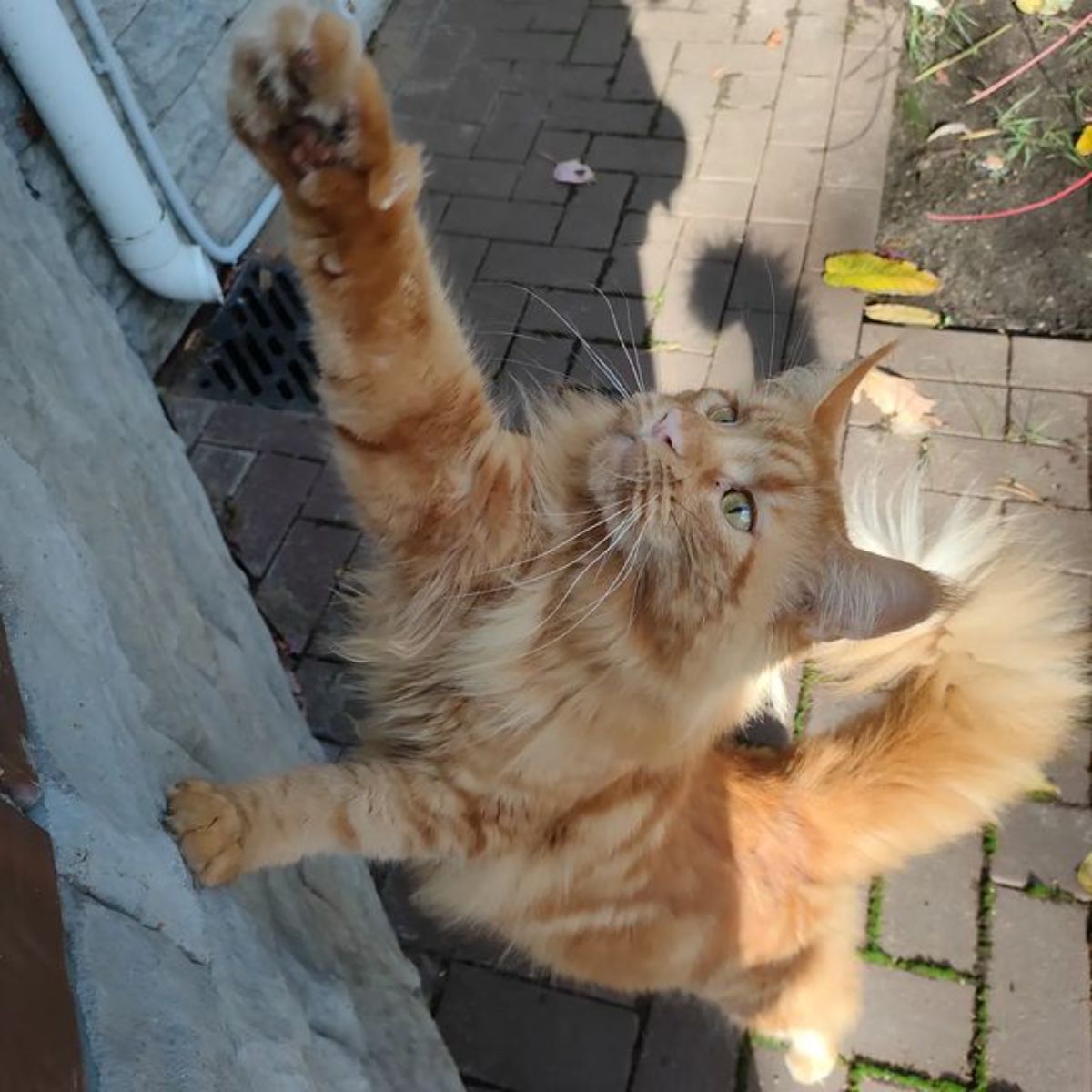 A fluffy ginger maine coon reaching with paws upwards on a wall.