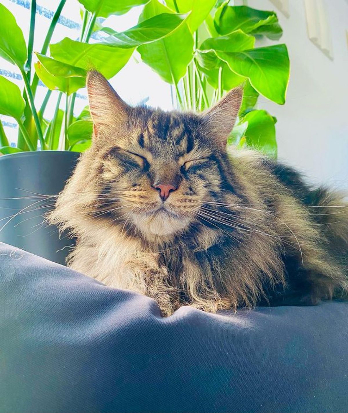 A fluffy tabby maine coon lying on the top of a couch.