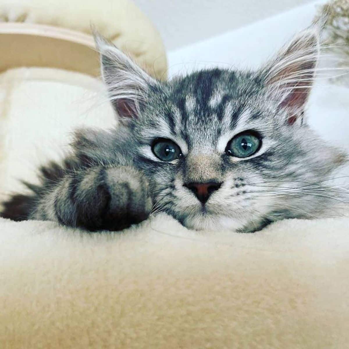 A close-up of a gray maine coon kitten lying on a cat tree.