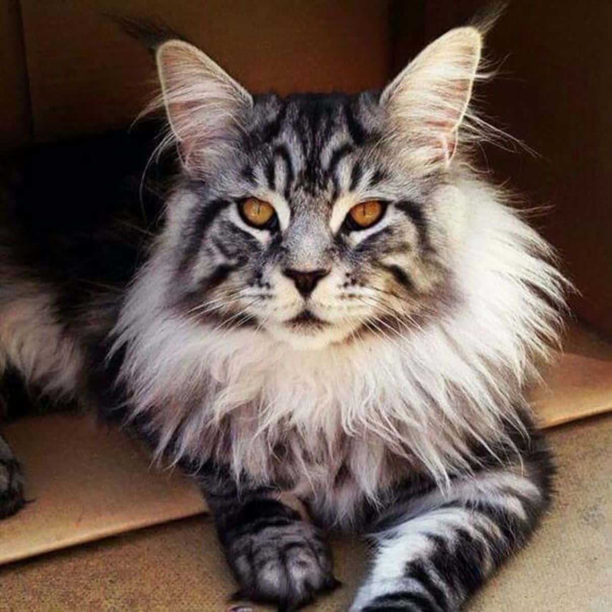 A big fluffy gray maine coon lying on the floor.