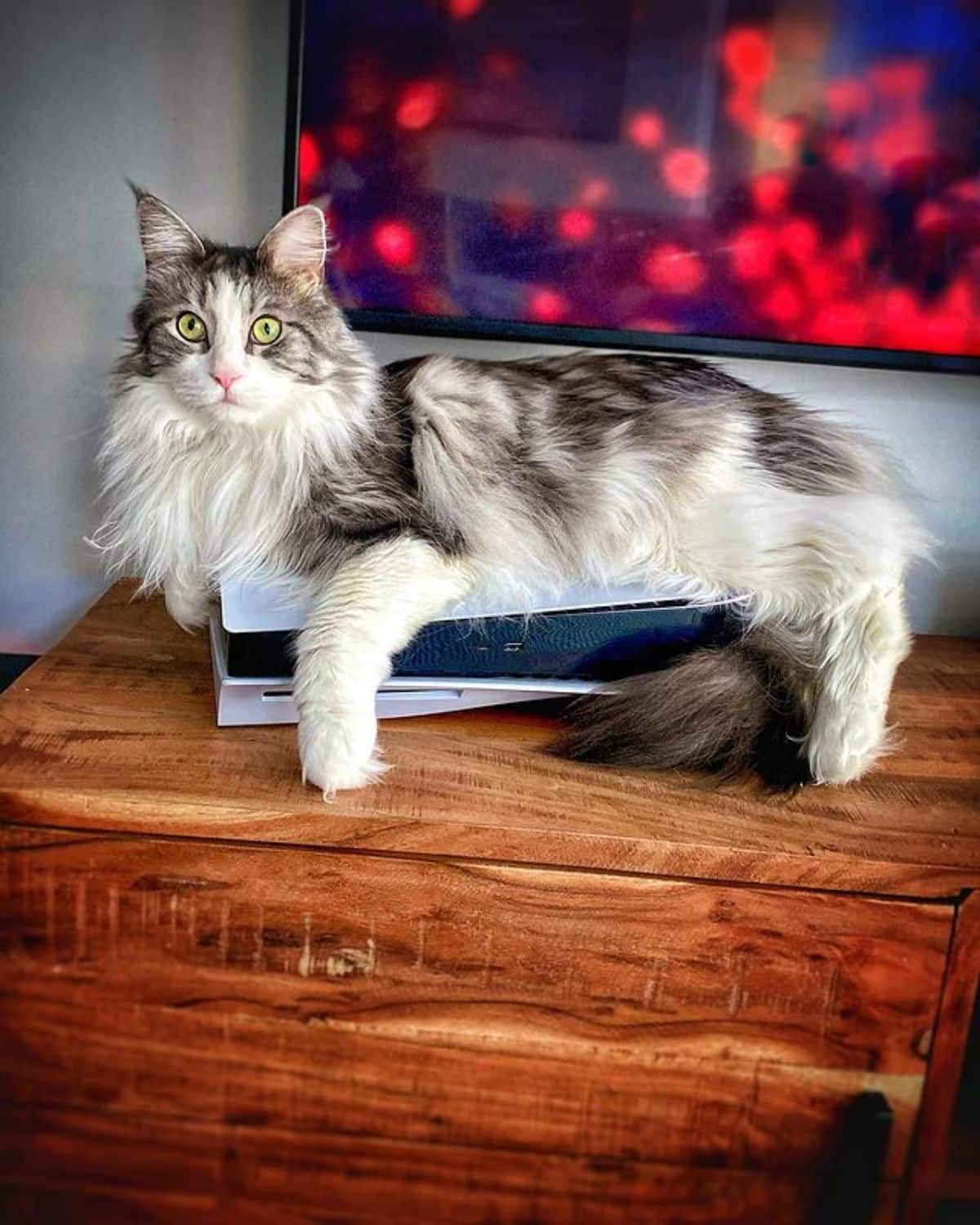 A fluffy gray maine coon lying on a game console.